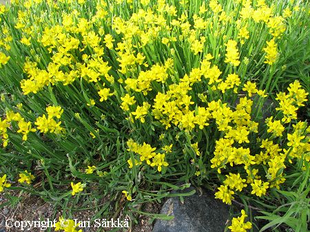 Genista sagittalis, varpuvariherne